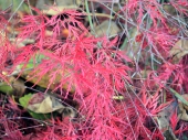 Acer palmatum 'Red Dragon' Pa